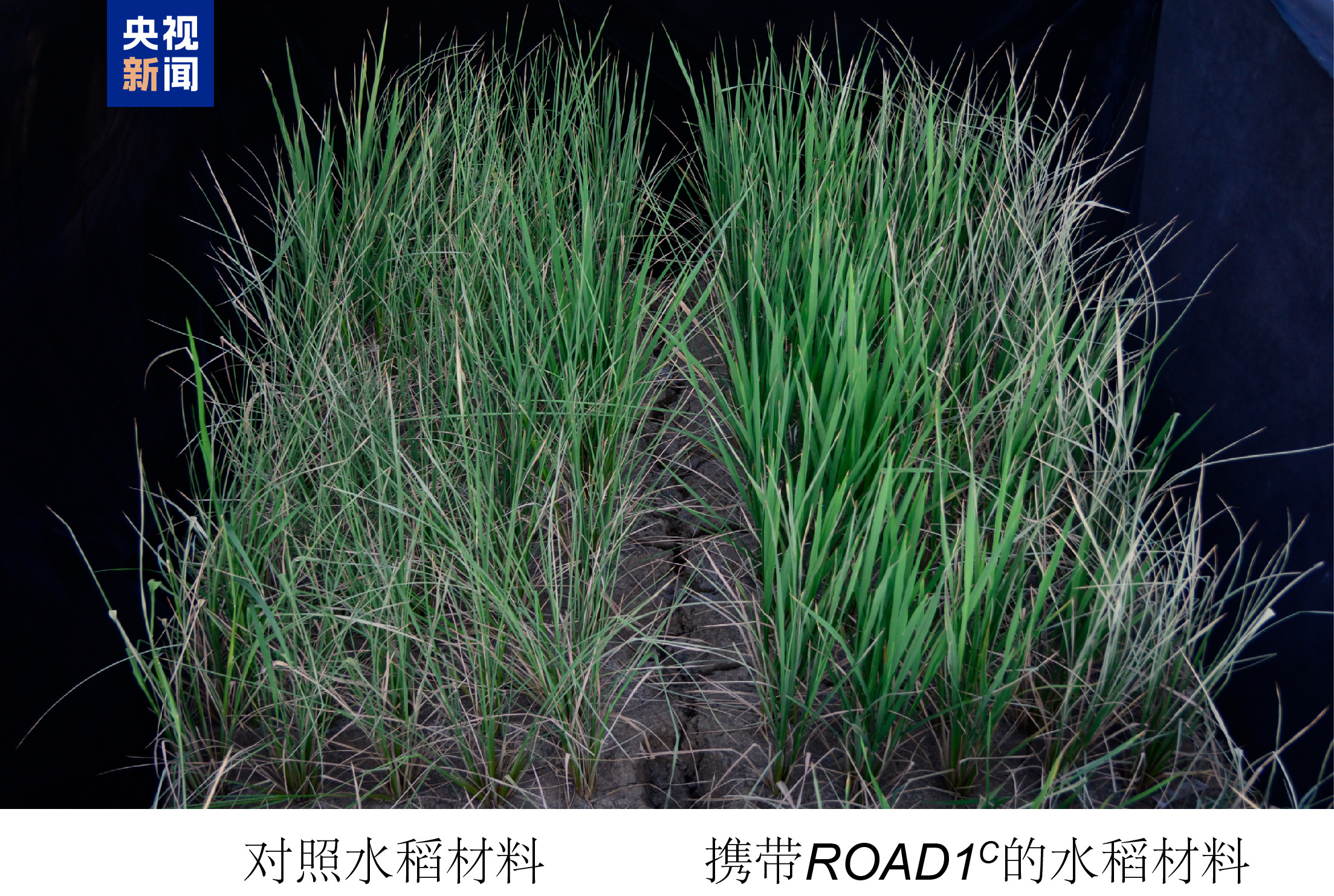 我国科学家找到水稻抗旱“新开关” 有望让多种作物无惧干旱 我国科学家找到水稻抗旱“新开关” 有望让多种作物无惧干旱