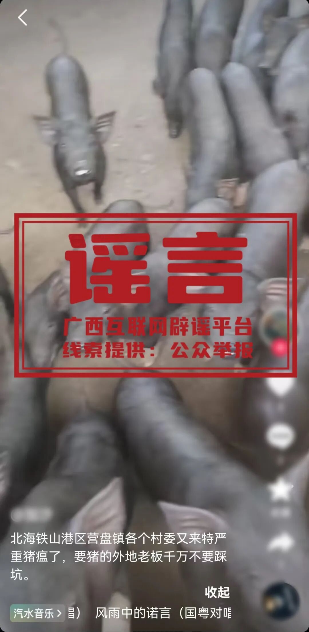 “广西一地爆发严重猪瘟”？当地回应