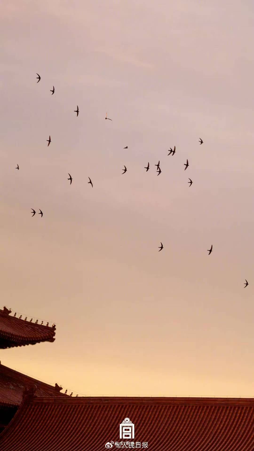 春天再见！又到了北京雨燕启程的时候
