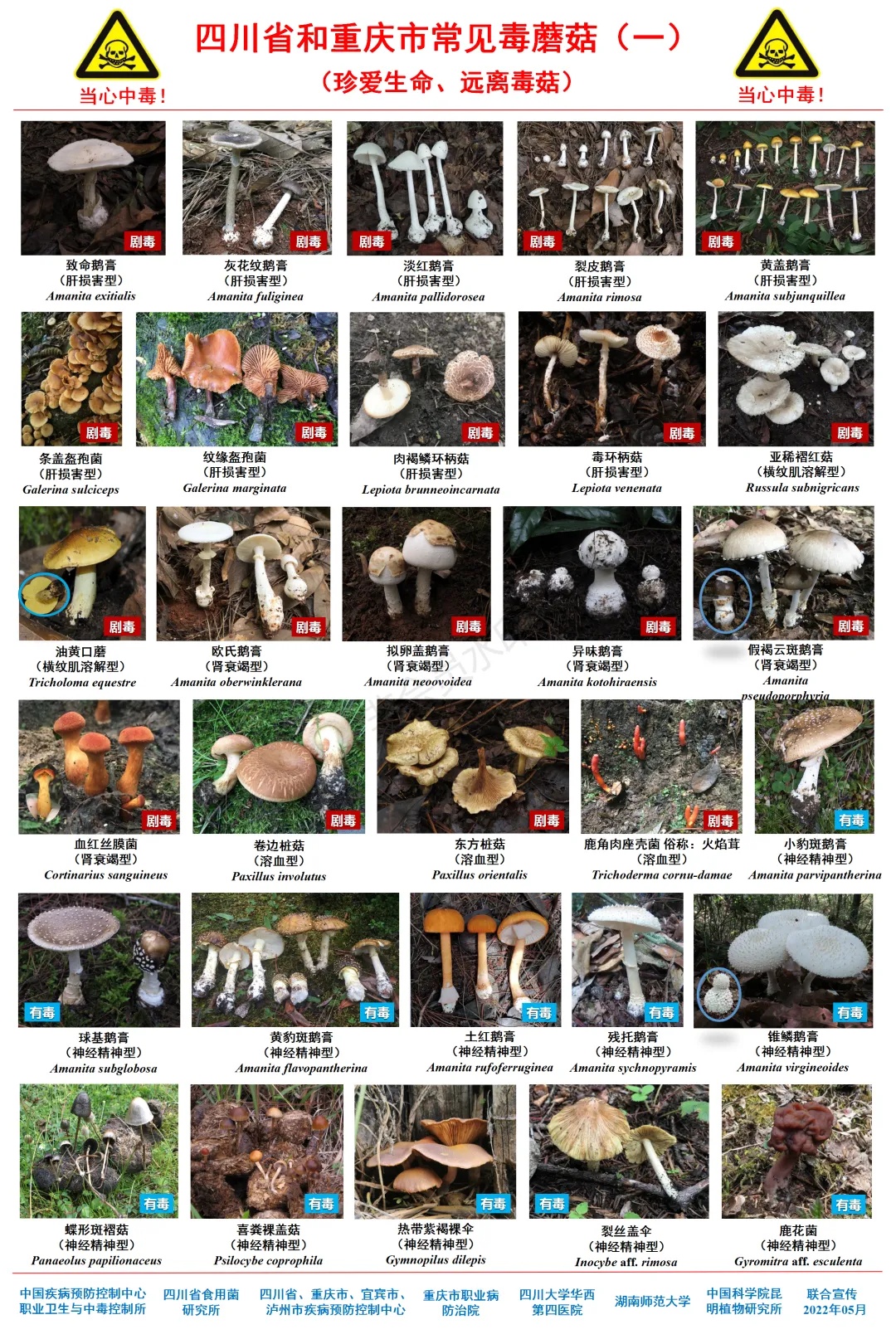 大蒜没变黑就安全?5人吃野菌中毒,上吐下泻!专家提醒:大蒜测毒、AI识别都不靠谱 大蒜没变黑就安全?5人吃野菌中毒,上吐下泻!专家提醒:大蒜测毒、AI识别都不靠谱