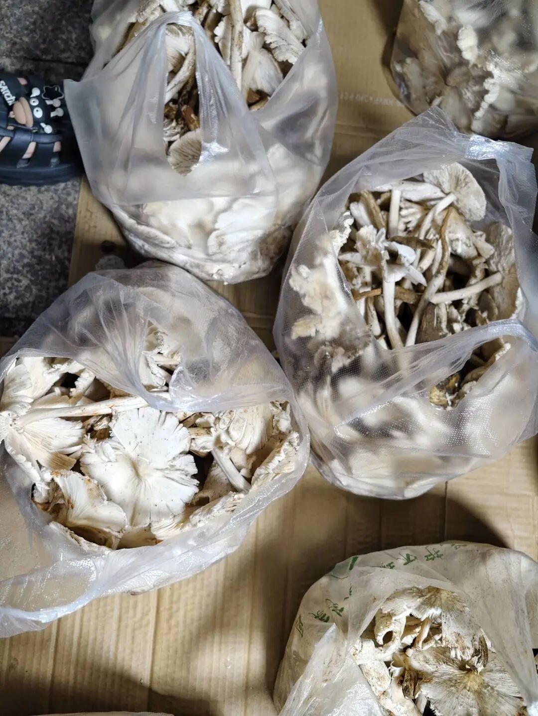大蒜没变黑就安全?5人吃野菌中毒,上吐下泻!专家提醒:大蒜测毒、AI识别都不靠谱 大蒜没变黑就安全?5人吃野菌中毒,上吐下泻!专家提醒:大蒜测毒、AI识别都不靠谱
