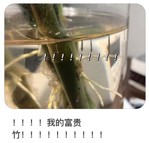 北京蚊虫密度已达全年最高峰!北京疾控提醒—— 北京蚊虫密度已达全年最高峰!北京疾控提醒——