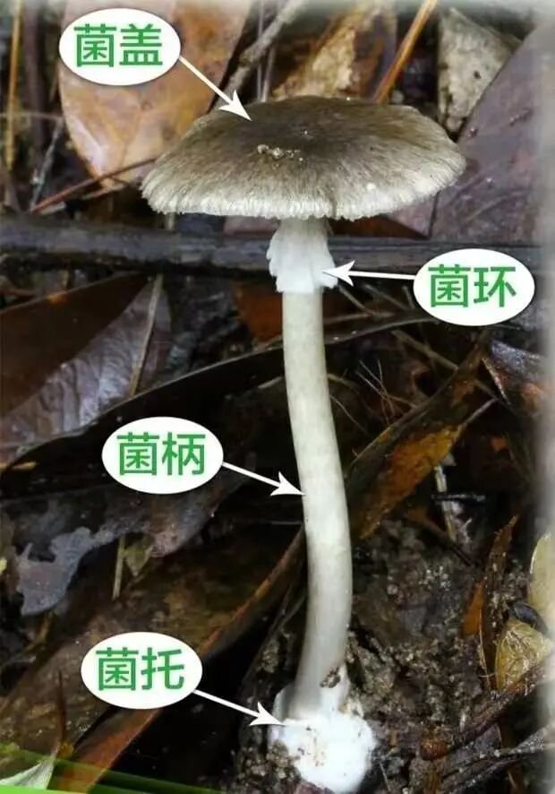 大蒜没变黑就安全?5人吃野菌中毒,上吐下泻!专家提醒:大蒜测毒、AI识别都不靠谱 大蒜没变黑就安全?5人吃野菌中毒,上吐下泻!专家提醒:大蒜测毒、AI识别都不靠谱