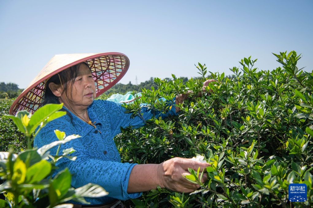 搭上新茶饮快车 四川犍为县“两朵花”撑起200亿芳香经济 搭上新茶饮快车 四川犍为县“两朵花”撑起200亿芳香经济