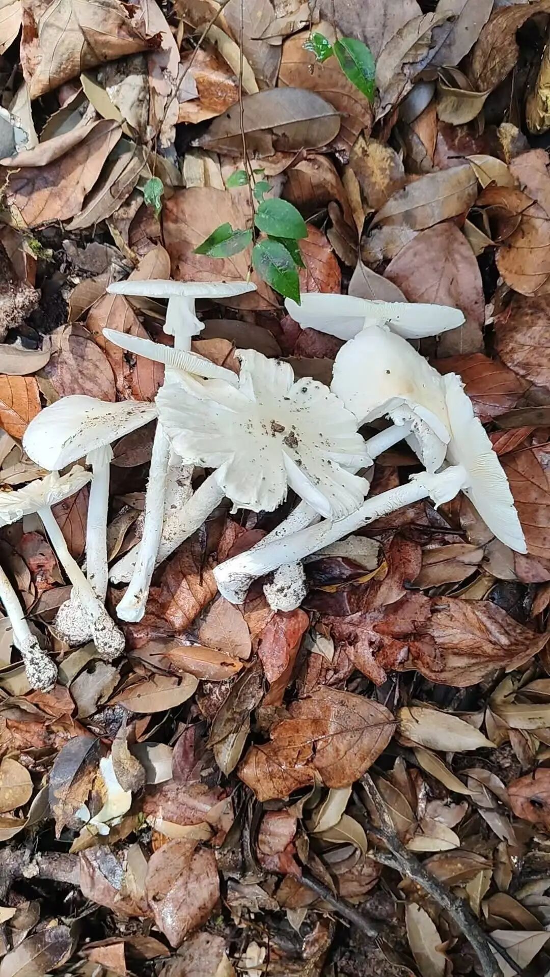 大蒜没变黑就安全?5人吃野菌中毒,上吐下泻!专家提醒:大蒜测毒、AI识别都不靠谱 大蒜没变黑就安全?5人吃野菌中毒,上吐下泻!专家提醒:大蒜测毒、AI识别都不靠谱