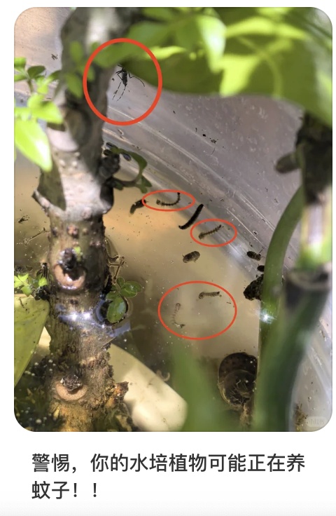 北京蚊虫密度已达全年最高峰!北京疾控提醒—— 北京蚊虫密度已达全年最高峰!北京疾控提醒——