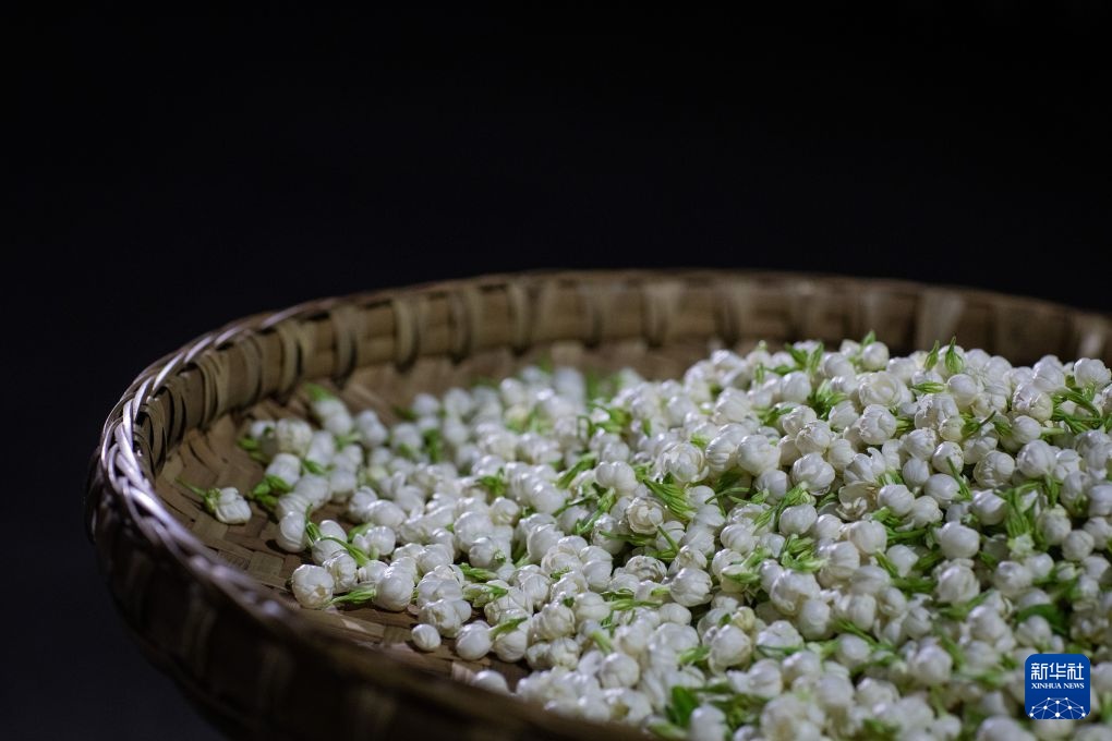 搭上新茶饮快车 四川犍为县“两朵花”撑起200亿芳香经济 搭上新茶饮快车 四川犍为县“两朵花”撑起200亿芳香经济