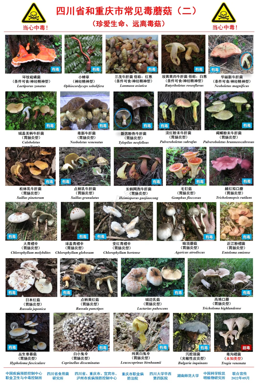 大蒜没变黑就安全?5人吃野菌中毒,上吐下泻!专家提醒:大蒜测毒、AI识别都不靠谱 大蒜没变黑就安全?5人吃野菌中毒,上吐下泻!专家提醒:大蒜测毒、AI识别都不靠谱