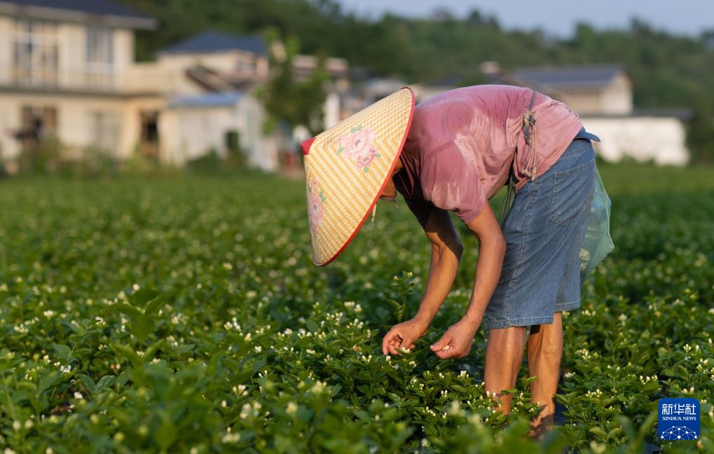 搭上新茶饮快车 四川犍为县“两朵花”撑起200亿芳香经济 搭上新茶饮快车 四川犍为县“两朵花”撑起200亿芳香经济