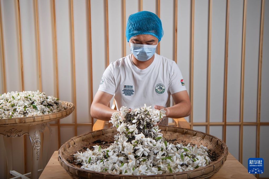 搭上新茶饮快车 四川犍为县“两朵花”撑起200亿芳香经济 搭上新茶饮快车 四川犍为县“两朵花”撑起200亿芳香经济