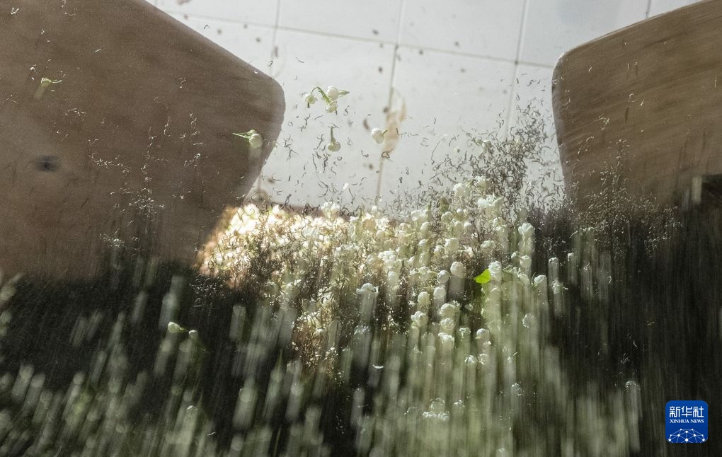 搭上新茶饮快车 四川犍为县“两朵花”撑起200亿芳香经济 搭上新茶饮快车 四川犍为县“两朵花”撑起200亿芳香经济
