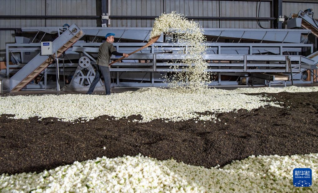 搭上新茶饮快车 四川犍为县“两朵花”撑起200亿芳香经济 搭上新茶饮快车 四川犍为县“两朵花”撑起200亿芳香经济
