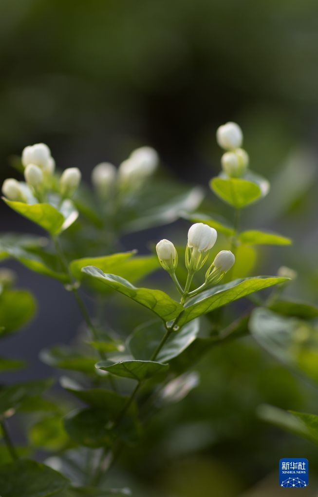 搭上新茶饮快车 四川犍为县“两朵花”撑起200亿芳香经济 搭上新茶饮快车 四川犍为县“两朵花”撑起200亿芳香经济
