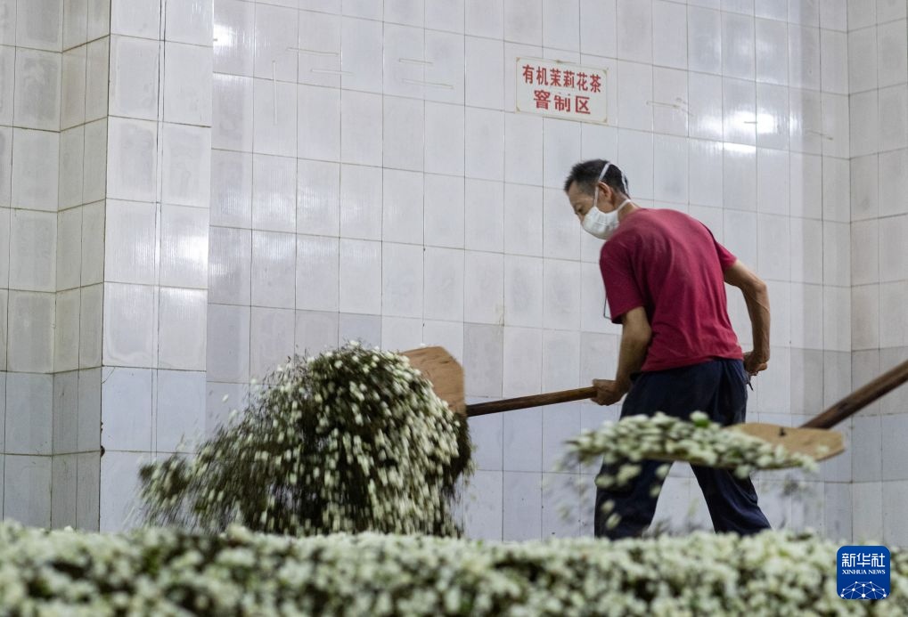 搭上新茶饮快车 四川犍为县“两朵花”撑起200亿芳香经济 搭上新茶饮快车 四川犍为县“两朵花”撑起200亿芳香经济