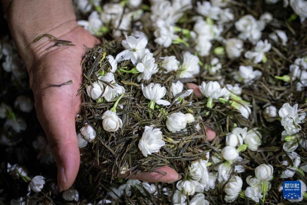 搭上新茶饮快车 四川犍为县“两朵花”撑起200亿芳香经济 搭上新茶饮快车 四川犍为县“两朵花”撑起200亿芳香经济