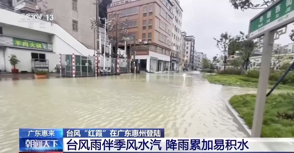 巨型树木倒伏覆盖主干道 广东惠来紧急抢险除障
