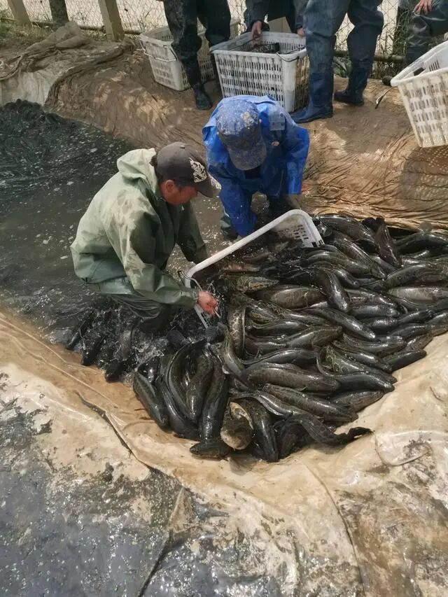 杭州男子抓到神秘生物,通体乌黑四处乱窜!有人靠它年入几十万,网友炸锅! 杭州男子抓到神秘生物,通体乌黑四处乱窜!有人靠它年入几十万,网友炸锅!