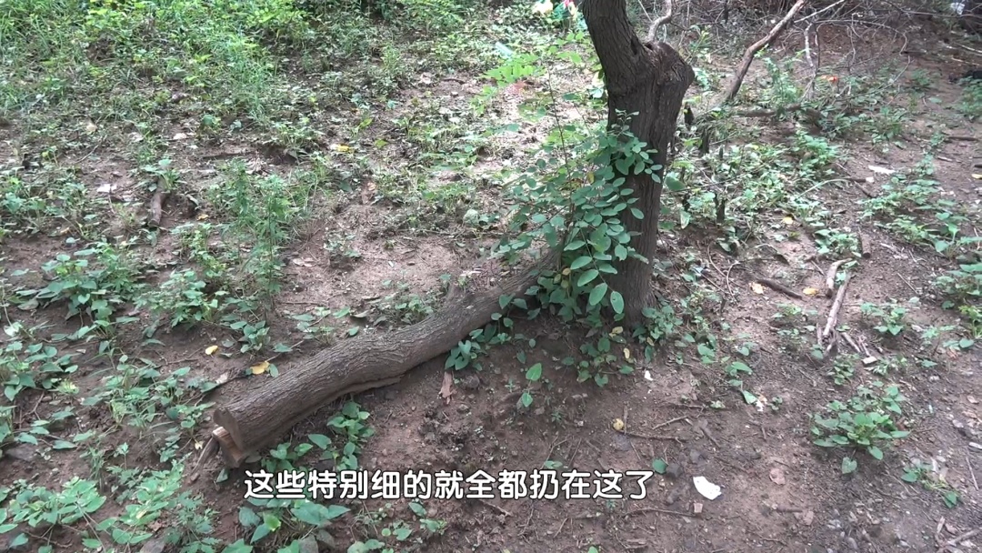 北京警方拘留1名男子:非法滥伐林木 北京警方拘留1名男子:非法滥伐林木