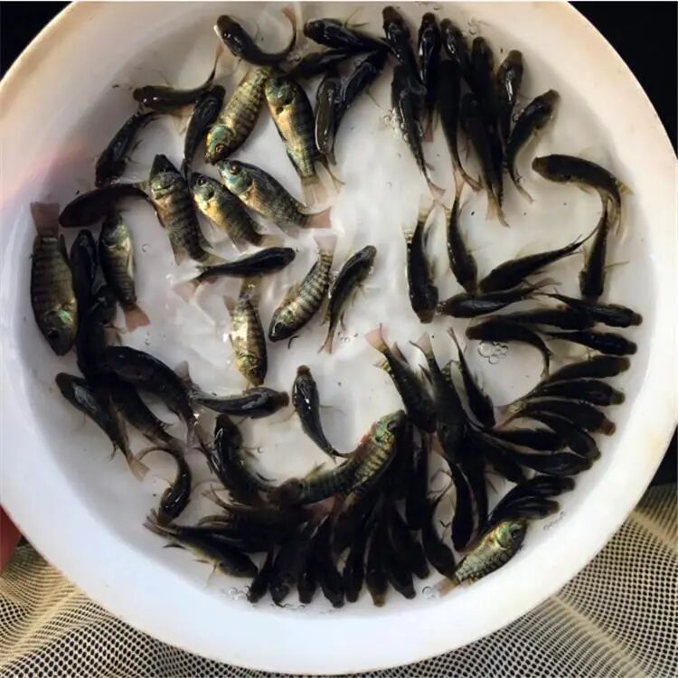 杭州男子抓到神秘生物,通体乌黑四处乱窜!有人靠它年入几十万,网友炸锅! 杭州男子抓到神秘生物,通体乌黑四处乱窜!有人靠它年入几十万,网友炸锅!