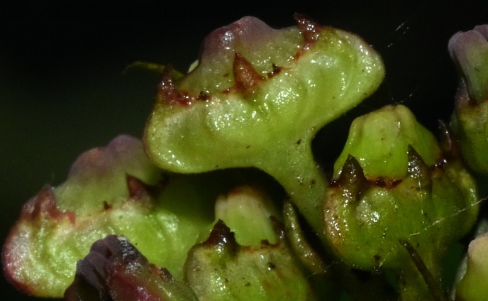 新物种岩生蛇根草,被发现! 新物种岩生蛇根草,被发现!