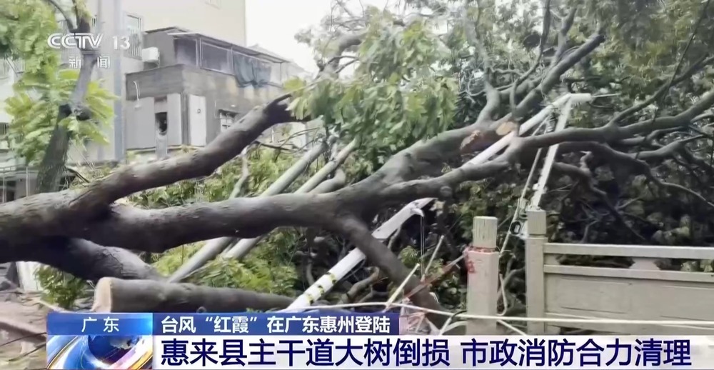 巨型树木倒伏覆盖主干道 广东惠来紧急抢险除障