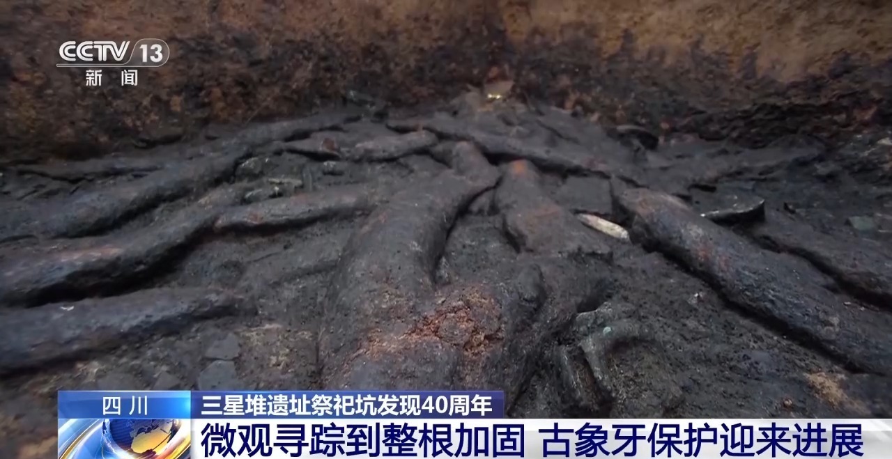 三星堆600余根象牙“搬新家” 独家揭秘科学守护之路 三星堆600余根象牙“搬新家” 独家揭秘科学守护之路