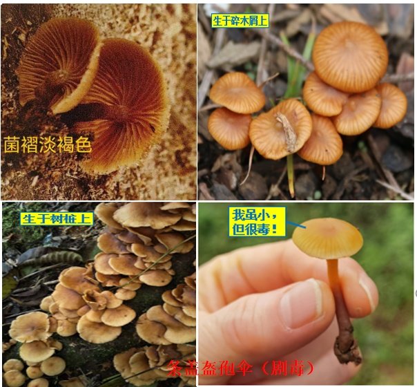 别采别买别吃!川渝常见毒蘑菇图鉴来了 别采别买别吃!川渝常见毒蘑菇图鉴来了