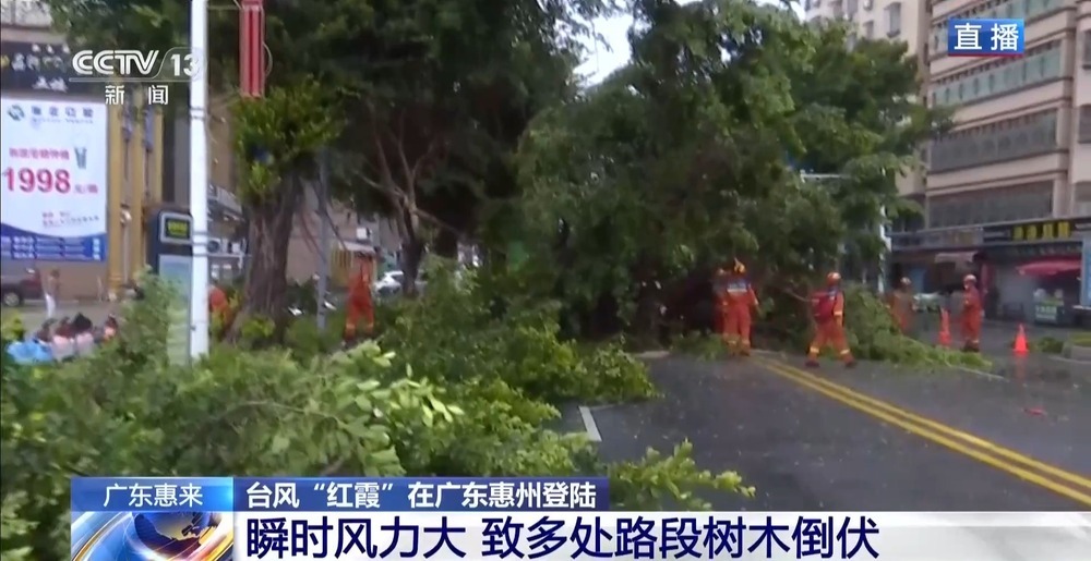 巨型树木倒伏覆盖主干道 广东惠来紧急抢险除障