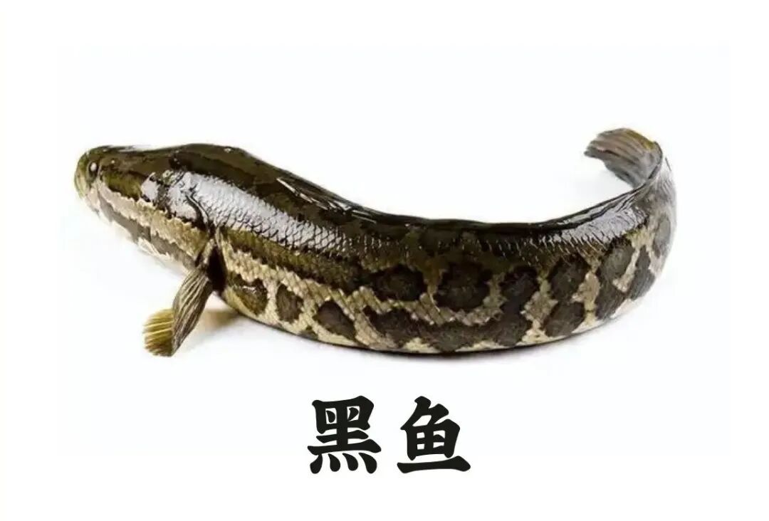 杭州男子抓到神秘生物,通体乌黑四处乱窜!有人靠它年入几十万,网友炸锅! 杭州男子抓到神秘生物,通体乌黑四处乱窜!有人靠它年入几十万,网友炸锅!