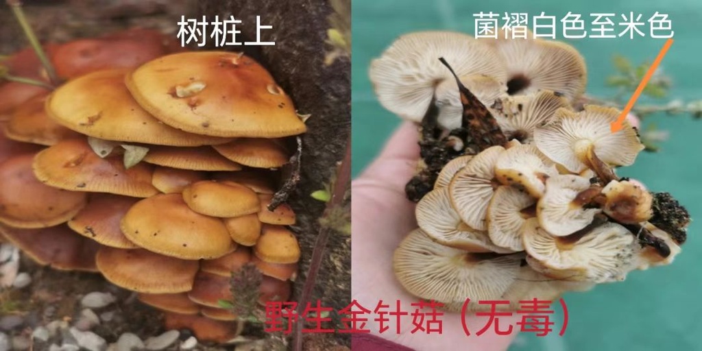 别采别买别吃!川渝常见毒蘑菇图鉴来了 别采别买别吃!川渝常见毒蘑菇图鉴来了