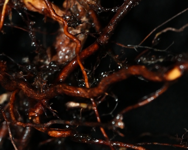 新物种岩生蛇根草,被发现! 新物种岩生蛇根草,被发现!