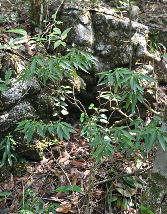 新物种岩生蛇根草,被发现! 新物种岩生蛇根草,被发现!