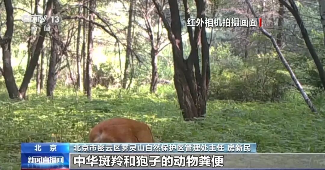 黑鹳、豹猫、中华斑羚、华北豹……北京正成为珍稀野生动物宜居家园 黑鹳、豹猫、中华斑羚、华北豹……北京正成为珍稀野生动物宜居家园
