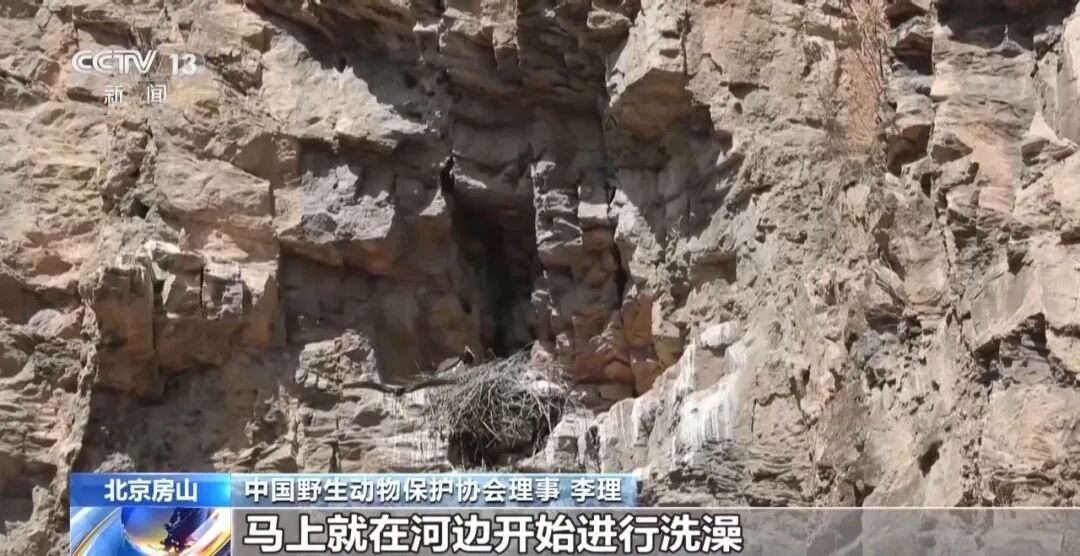 黑鹳、豹猫、中华斑羚、华北豹……北京正成为珍稀野生动物宜居家园 黑鹳、豹猫、中华斑羚、华北豹……北京正成为珍稀野生动物宜居家园