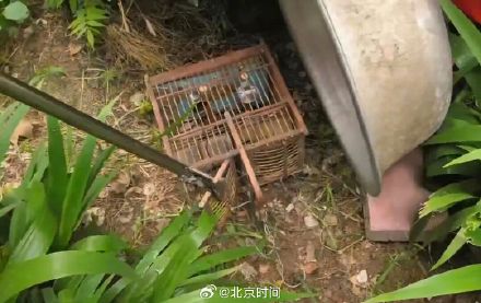 “贪吃蛇”吞了5只鸟被困笼中吓坏居民 “贪吃蛇”吞了5只鸟被困笼中吓坏居民