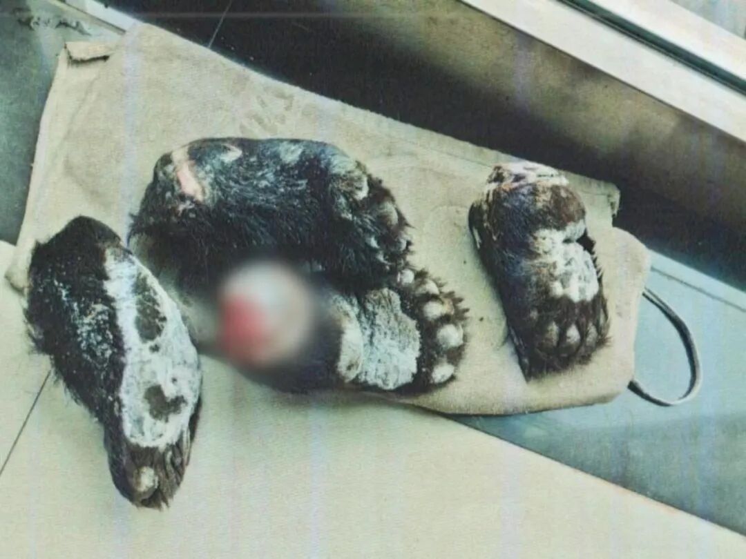 男子将4只熊掌当人情，送给朋友待客，6名涉案人员被警方抓获