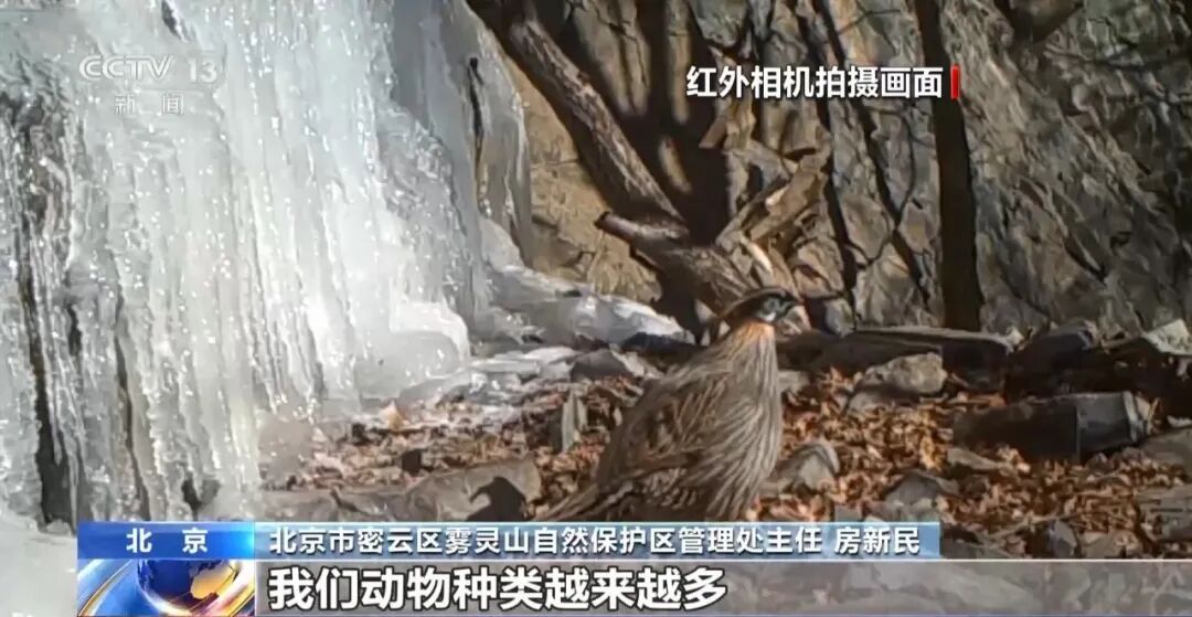 黑鹳、豹猫、中华斑羚、华北豹……北京正成为珍稀野生动物宜居家园 黑鹳、豹猫、中华斑羚、华北豹……北京正成为珍稀野生动物宜居家园