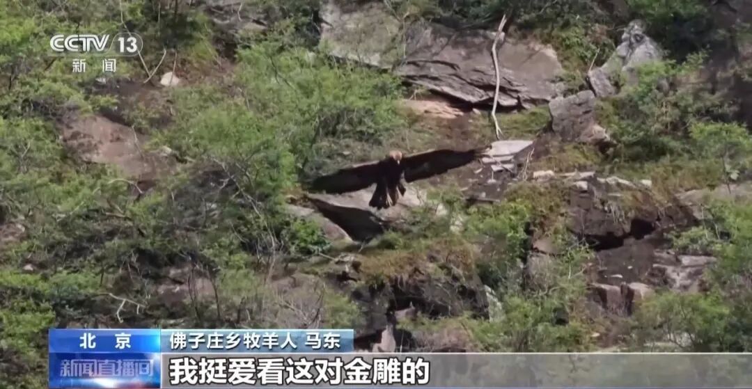 黑鹳、豹猫、中华斑羚、华北豹……北京正成为珍稀野生动物宜居家园 黑鹳、豹猫、中华斑羚、华北豹……北京正成为珍稀野生动物宜居家园