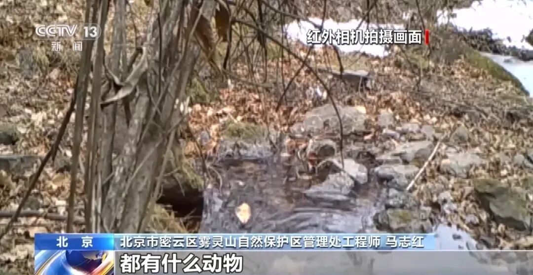 黑鹳、豹猫、中华斑羚、华北豹……北京正成为珍稀野生动物宜居家园 黑鹳、豹猫、中华斑羚、华北豹……北京正成为珍稀野生动物宜居家园