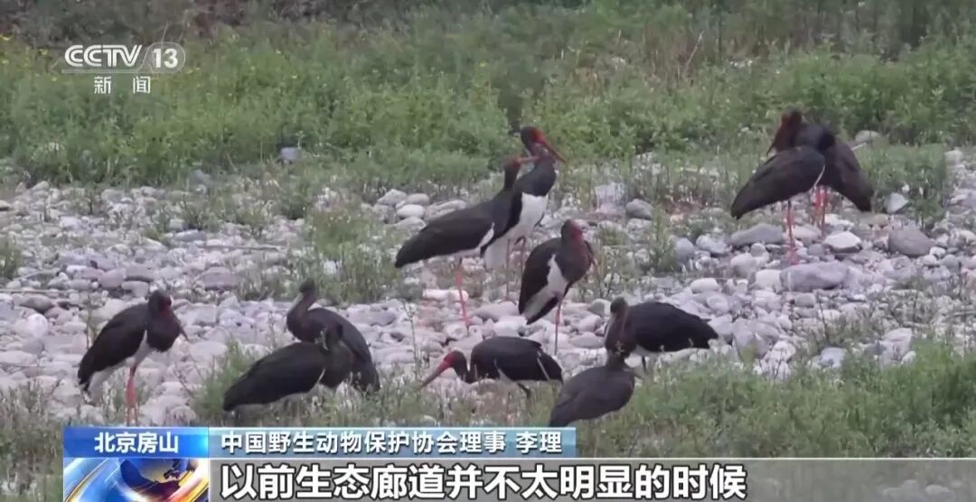 黑鹳、豹猫、中华斑羚、华北豹……北京正成为珍稀野生动物宜居家园 黑鹳、豹猫、中华斑羚、华北豹……北京正成为珍稀野生动物宜居家园