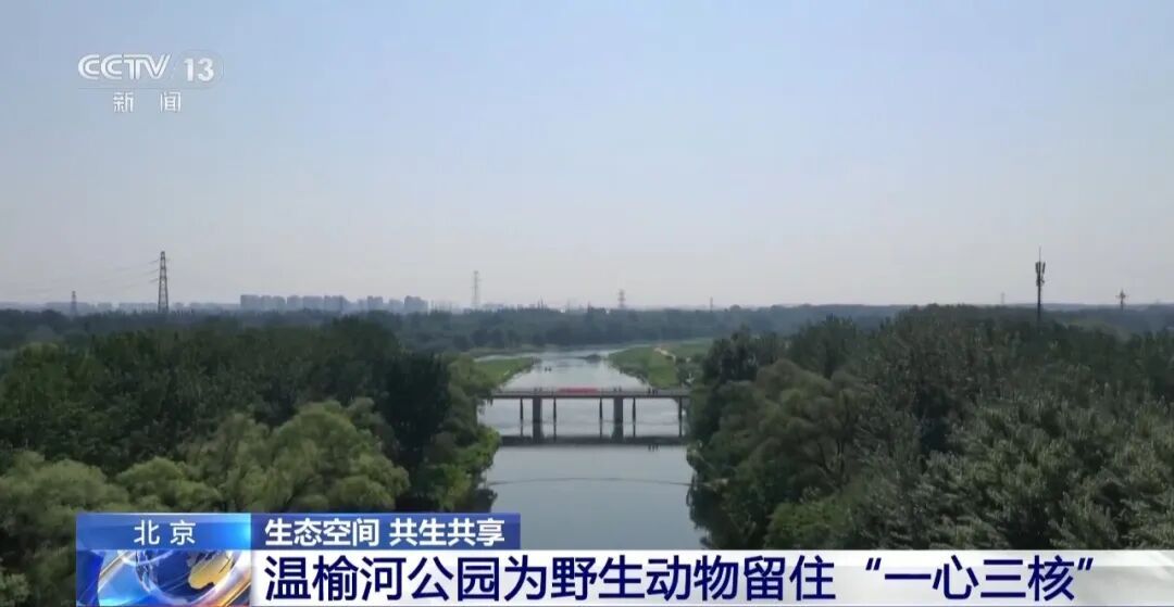 黑鹳、豹猫、中华斑羚、华北豹……北京正成为珍稀野生动物宜居家园 黑鹳、豹猫、中华斑羚、华北豹……北京正成为珍稀野生动物宜居家园