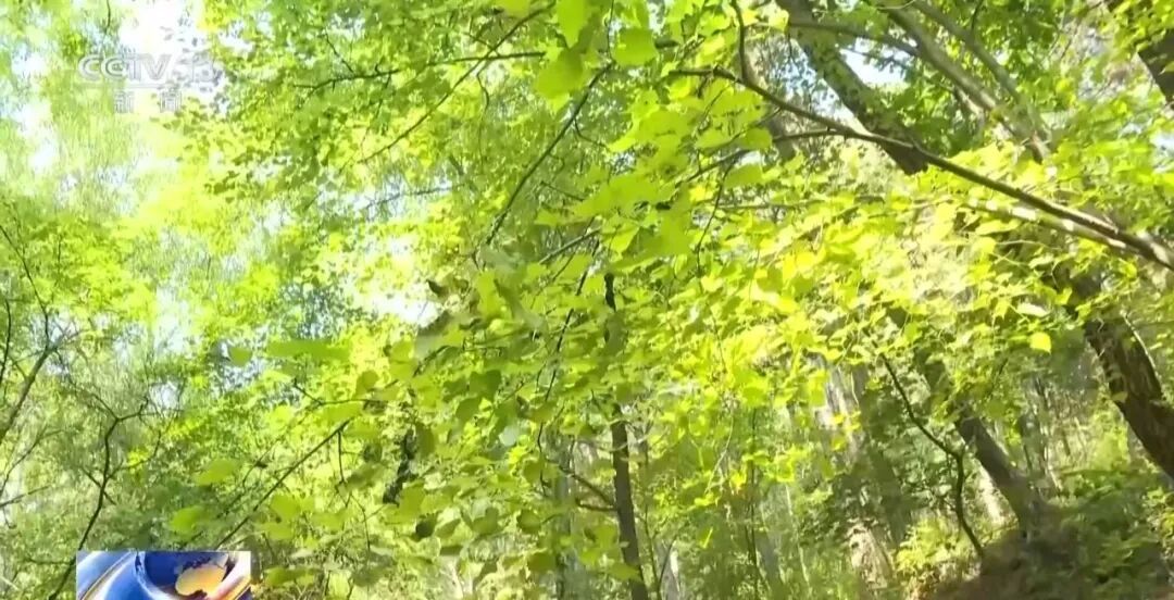 黑鹳、豹猫、中华斑羚、华北豹……北京正成为珍稀野生动物宜居家园 黑鹳、豹猫、中华斑羚、华北豹……北京正成为珍稀野生动物宜居家园