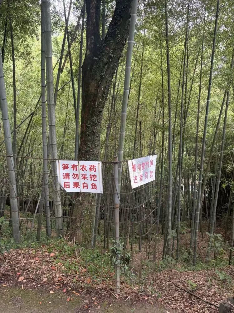 台州阿婆指尖扎进一根刺，没放心上，结果在ICU里躺了近一个月