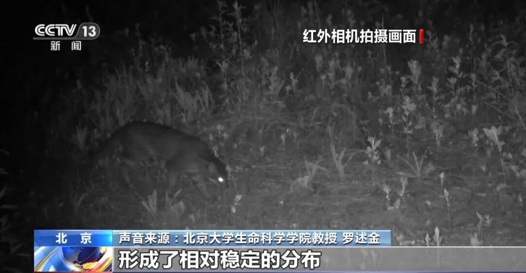 黑鹳、豹猫、中华斑羚、华北豹……北京正成为珍稀野生动物宜居家园 黑鹳、豹猫、中华斑羚、华北豹……北京正成为珍稀野生动物宜居家园