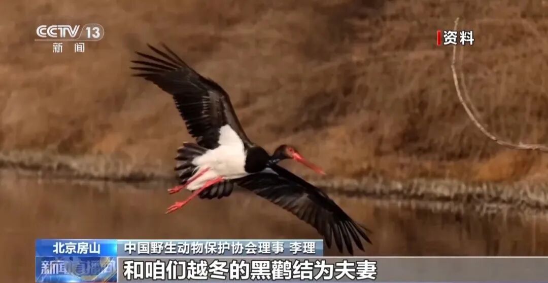 黑鹳、豹猫、中华斑羚、华北豹……北京正成为珍稀野生动物宜居家园 黑鹳、豹猫、中华斑羚、华北豹……北京正成为珍稀野生动物宜居家园