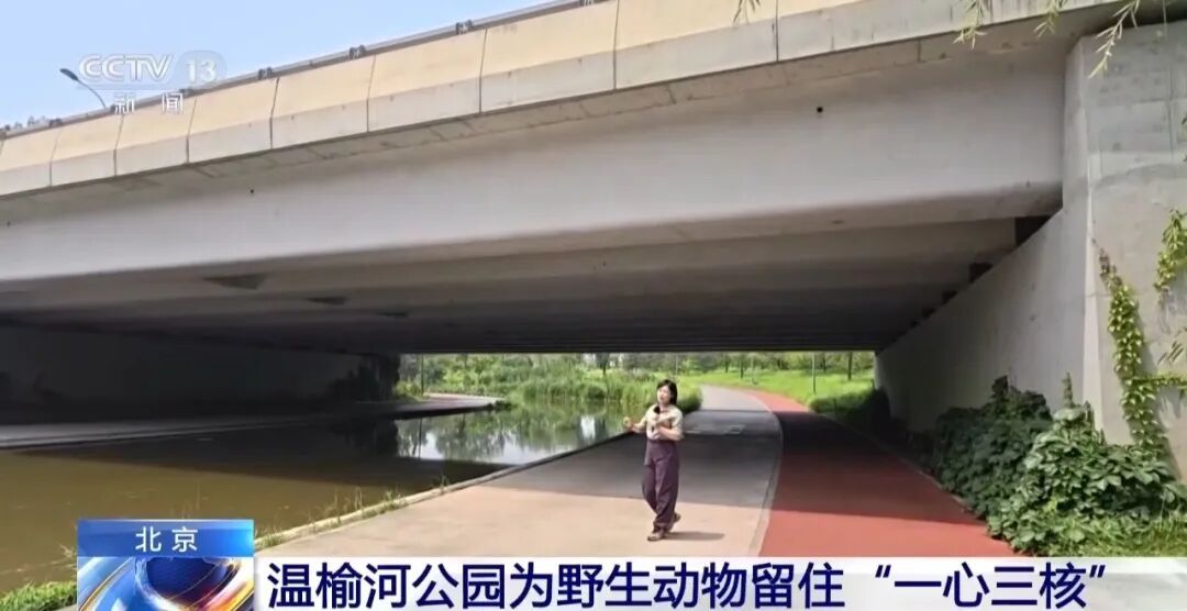 黑鹳、豹猫、中华斑羚、华北豹……北京正成为珍稀野生动物宜居家园 黑鹳、豹猫、中华斑羚、华北豹……北京正成为珍稀野生动物宜居家园