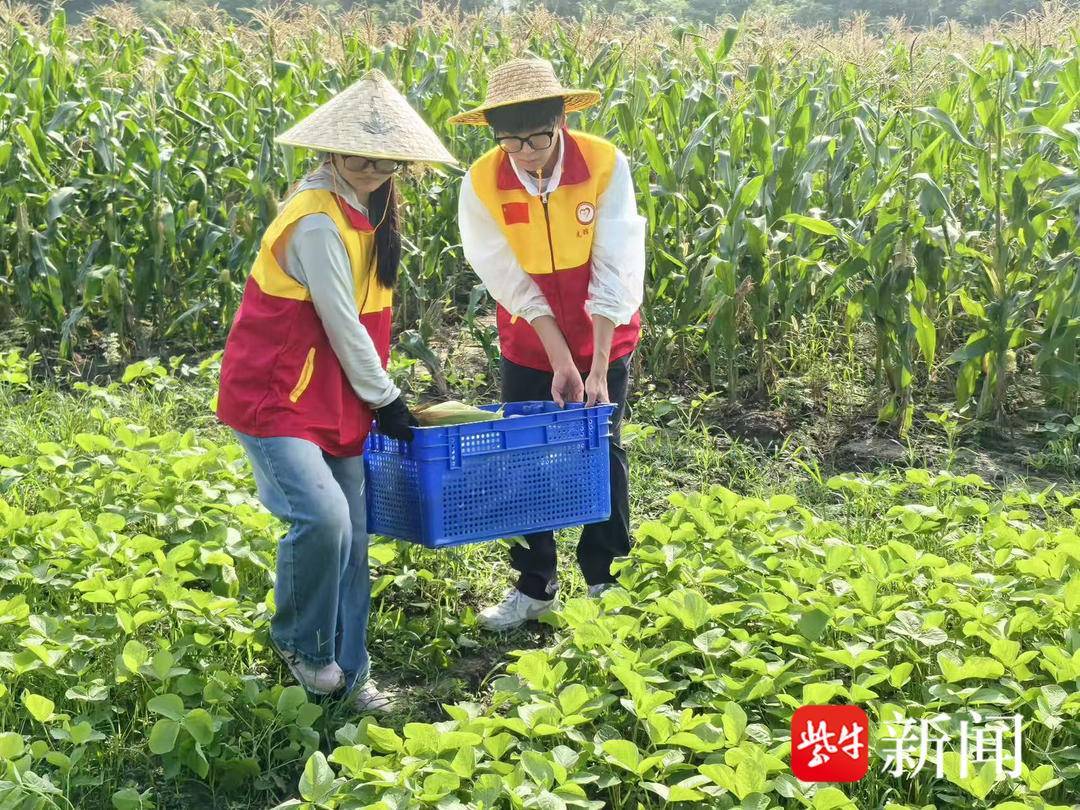 大学生与暴风雨争时间 帮乡亲田间抢收玉米