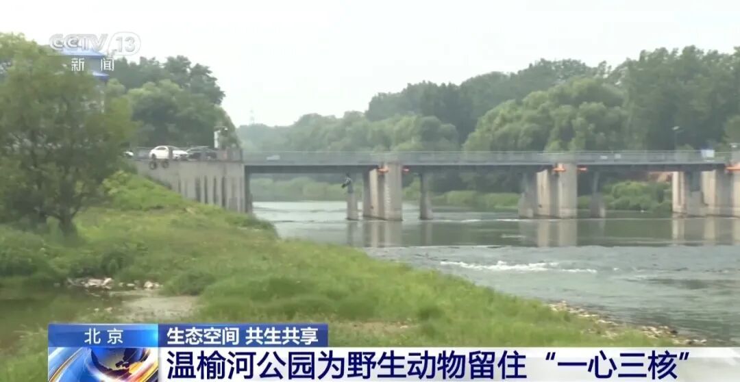 黑鹳、豹猫、中华斑羚、华北豹……北京正成为珍稀野生动物宜居家园 黑鹳、豹猫、中华斑羚、华北豹……北京正成为珍稀野生动物宜居家园