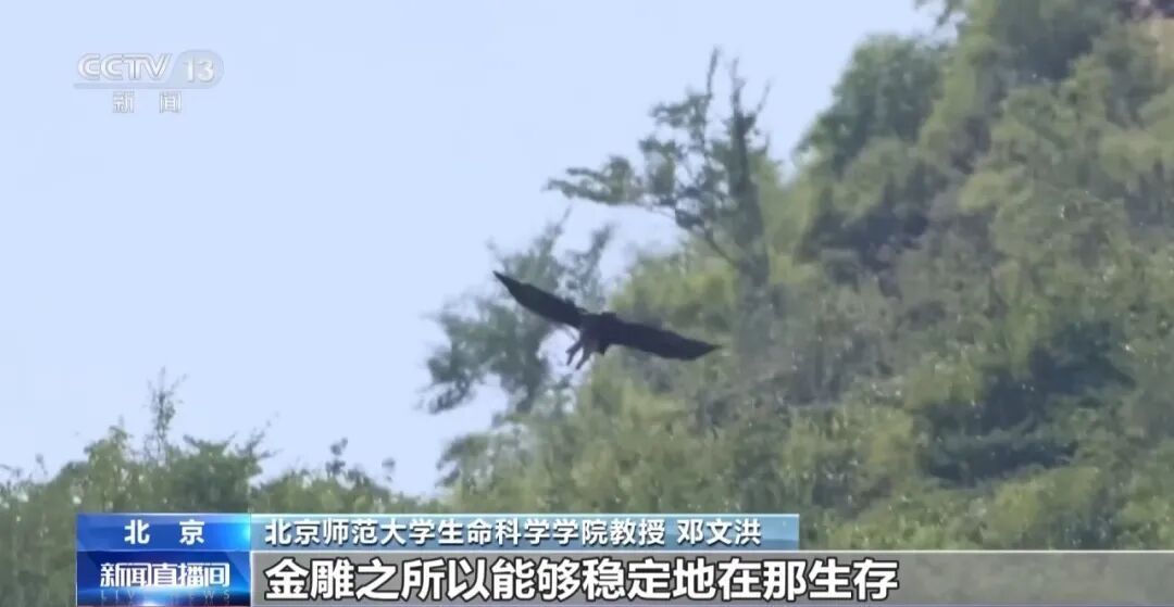 黑鹳、豹猫、中华斑羚、华北豹……北京正成为珍稀野生动物宜居家园 黑鹳、豹猫、中华斑羚、华北豹……北京正成为珍稀野生动物宜居家园