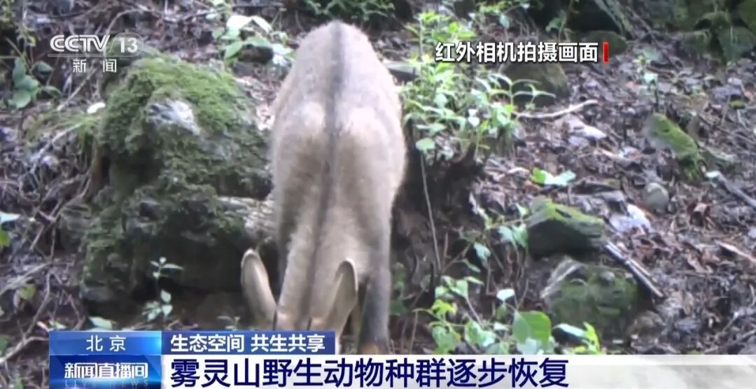 黑鹳、豹猫、中华斑羚、华北豹……北京正成为珍稀野生动物宜居家园 黑鹳、豹猫、中华斑羚、华北豹……北京正成为珍稀野生动物宜居家园